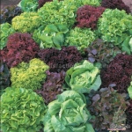 crazy mix lettuce seeds
