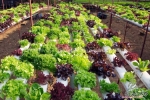 crazy mix lettuce seeds