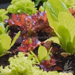 crazy mix lettuce seeds