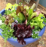 crazy mix lettuce seeds