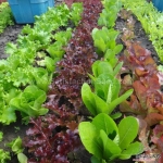 crazy mix lettuce seeds