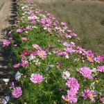 crazy mix of 10  varieties cosmos seeds