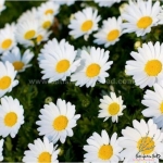 creeping daisy seeds