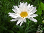 creeping daisy seeds