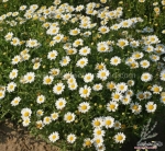 creeping daisy seeds