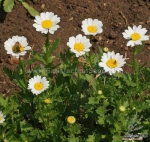 creeping daisy seeds