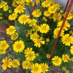 dahlberg daisy seeds