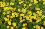 dahlberg daisy seeds