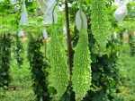 dark dragon bitter gourd seeds