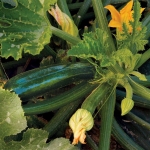 dark green summer squash seeds