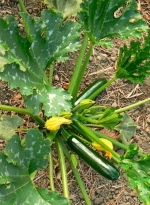 dark green summer squash seeds