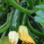 dark green summer squash seeds