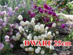 david 25cm dwarf mix gomphrena seeds