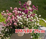 david 25cm dwarf mix gomphrena seeds