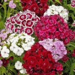 double dwarf pinocchio mix sweet william dianthus seeds