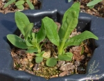 double dwarf pinocchio mix sweet william dianthus seeds