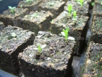 double dwarf pinocchio mix sweet william dianthus seeds