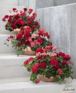 double dwarf pinocchio mix sweet william dianthus seeds