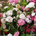 double dwarf pinocchio mix sweet william dianthus seeds
