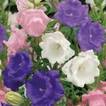 double mix cantebury bells seeds