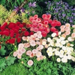 double mix english daisy seeds