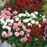 double mix english daisy seeds