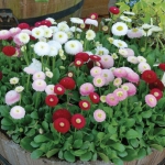 double mix english daisy seeds