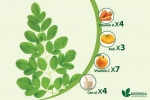 drumstick tree seeds