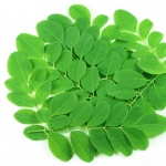 drumstick tree seeds