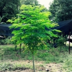 drumstick tree seeds
