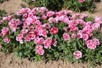 dwarf godetia seeds