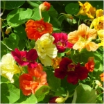 dwarf jewel mix nasturtium seeds