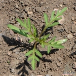 dwarf lemon sulphureus cosmos seeds