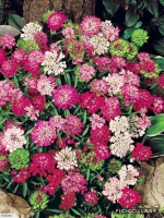 dwarf mix candytuft seeds