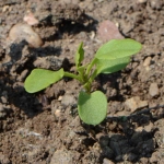 dwarf mix candytuft seeds