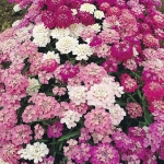 dwarf mix candytuft seeds