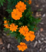 dwarf orange sulphureus cosmos seeds