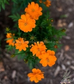 dwarf orange sulphureus cosmos seeds