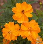 dwarf orange sulphureus cosmos seeds