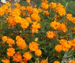 dwarf orange sulphureus cosmos seeds