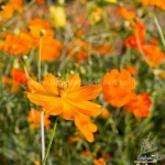 dwarf orange sulphureus cosmos seeds