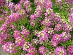 dwarf pink alyssum seeds