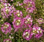 dwarf pink alyssum seeds