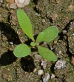 dwarf pink alyssum seeds