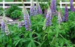 dwarf pixie delight mix mexico lupine seeds