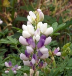 dwarf pixie delight mix mexico lupine seeds