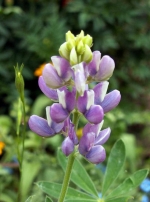 dwarf pixie delight mix mexico lupine seeds