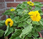 dwarf teddy bear sunflower seeds