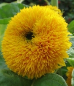 dwarf teddy bear sunflower seeds
