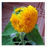 dwarf teddy bear sunflower seeds